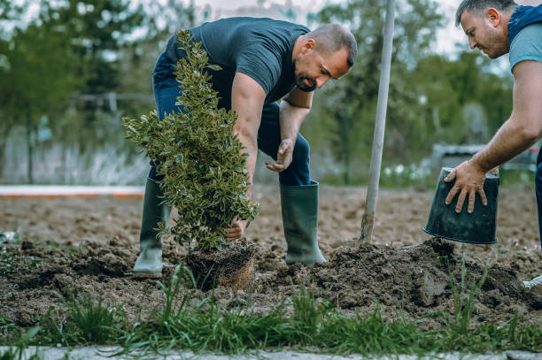 Best Lawn Disease Treatment  in West Union, IA