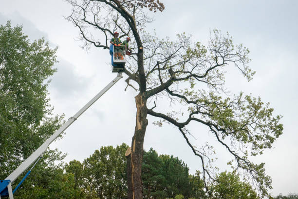 How Our Tree Care Process Works  in  West Union, IA