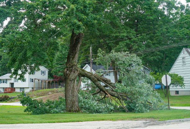 Trusted West Union, IA Tree Services Experts