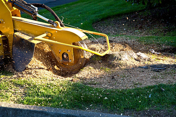 Best Emergency Tree Removal  in West Union, IA