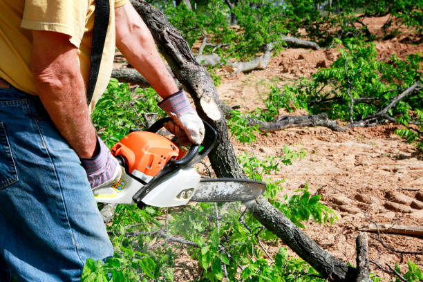 Best Tree Health Inspection  in West Union, IA